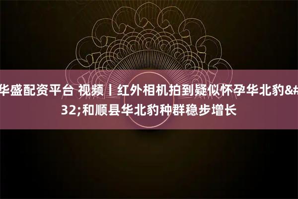 华盛配资平台 视频丨红外相机拍到疑似怀孕华北豹 和顺县华北豹种群稳步增长